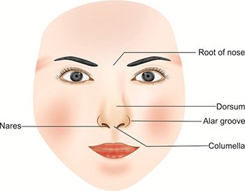 Nose Parts Name