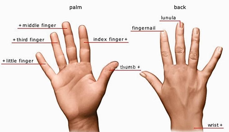 Fingers Parts Name