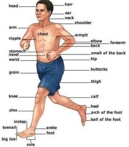Body Parts Names