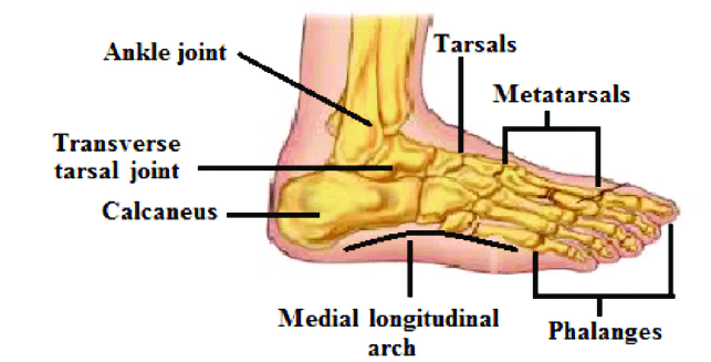 Foot Parts Name