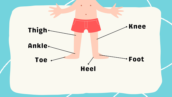 Lower Body Parts Name