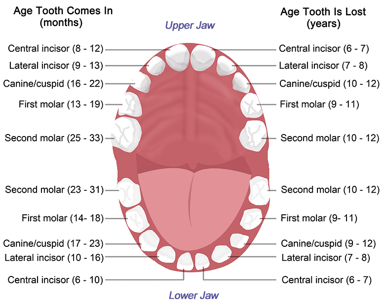 Teeth Parts Name