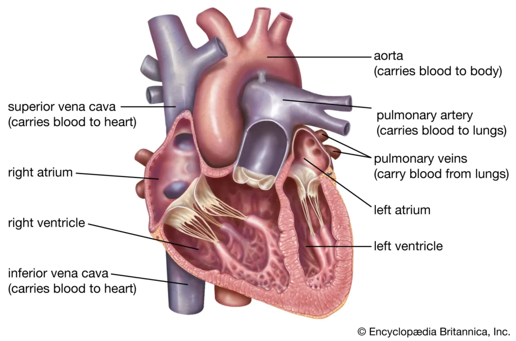 Heart Parts Name