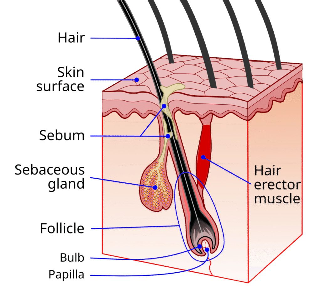 Hair Parts Name