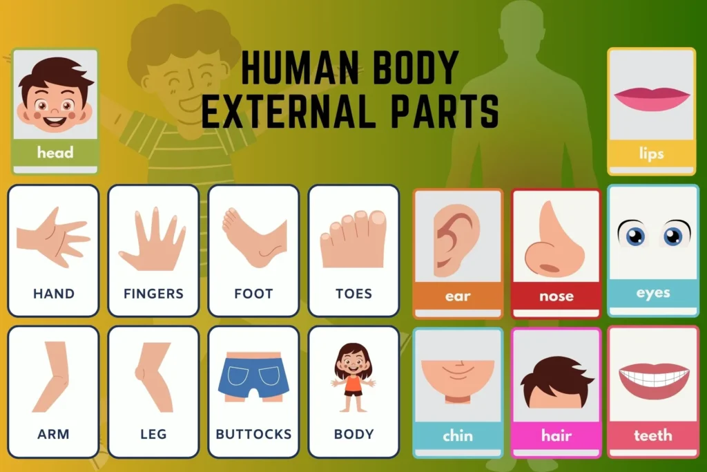 Human Body Parts Name