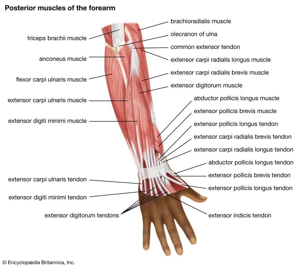 Arm Parts Name