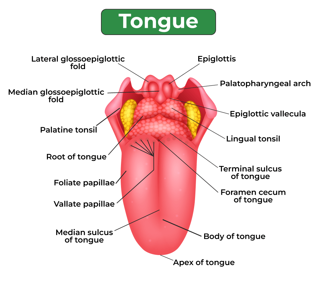 Tongue Parts Name