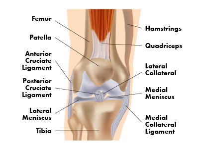 Knee Parts Name