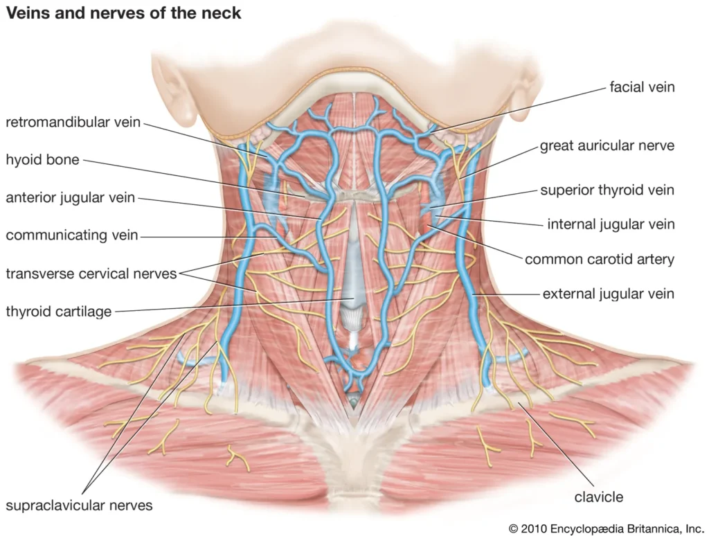 Neck Parts Name
