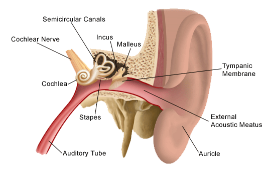 Ear Parts Name