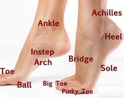 Toes Parts Name