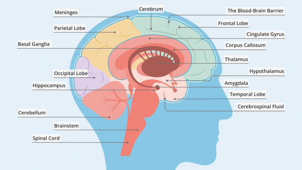 Brain Parts Name