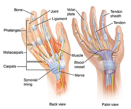 Hand Parts Name