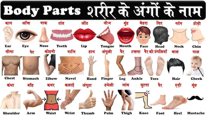 Body Parts Name In Hindi
