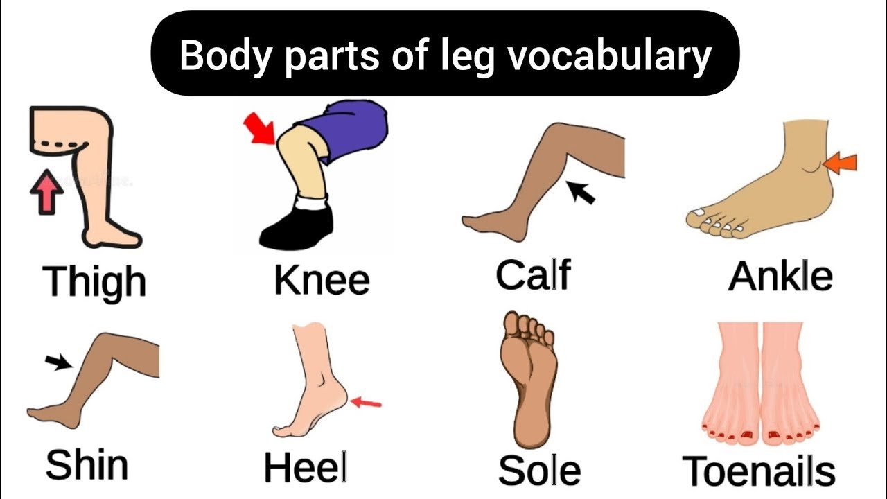 Leg Parts Name