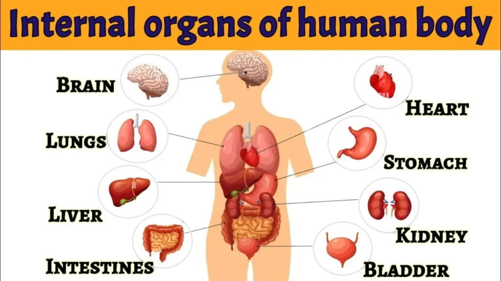 Internal Body Parts