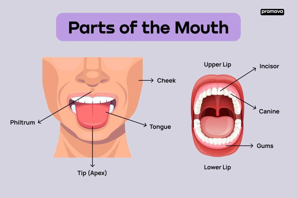 Mouth Parts Name