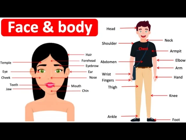Face and Upper Body Parts Name