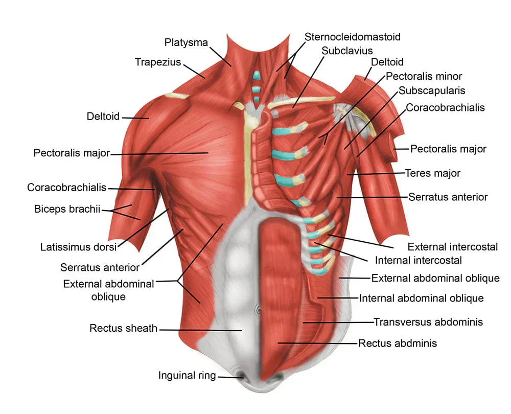 Chest Parts Name